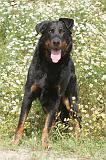 BEAUCERON 052